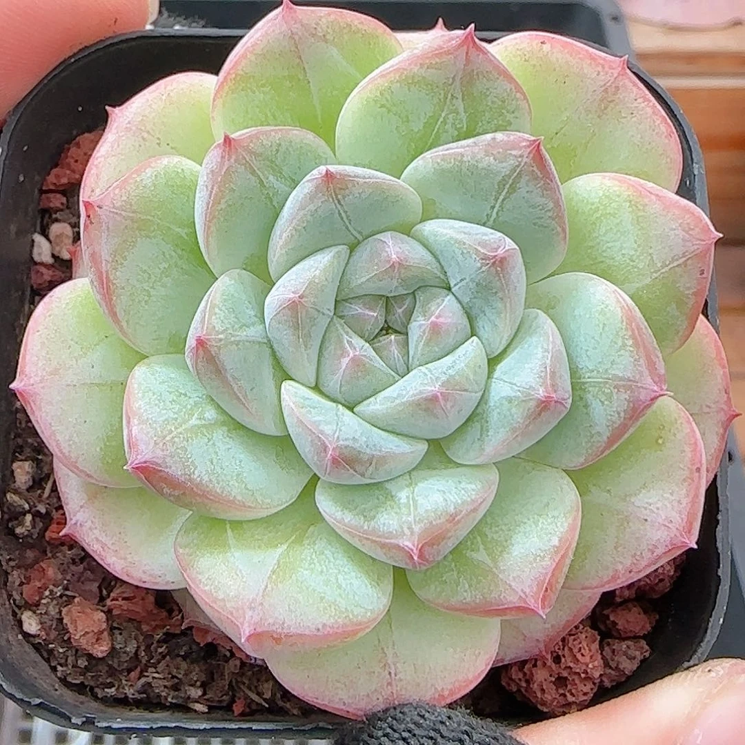 多肉1001--350福利福利