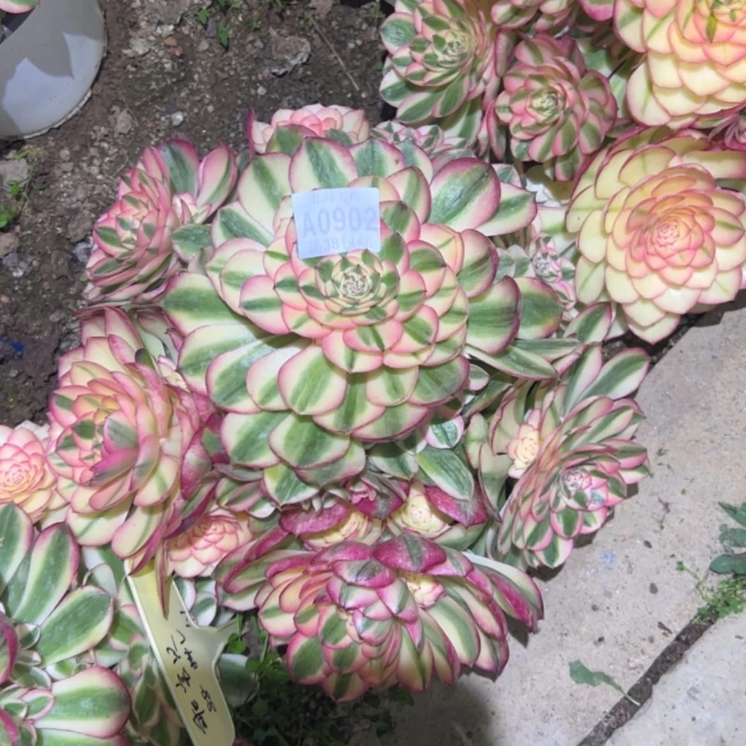 【闪购商品】902荔枝多肉