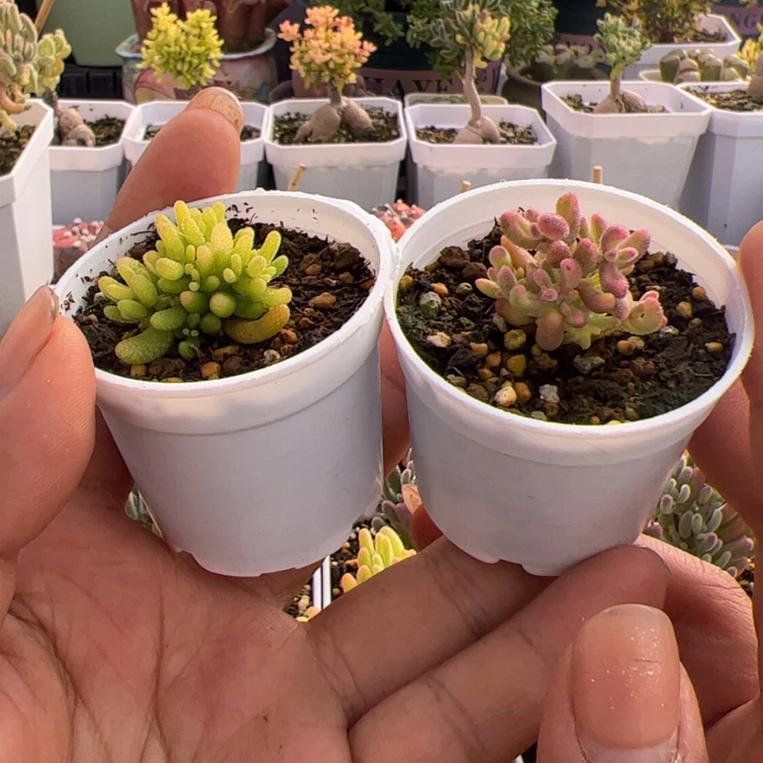 开播福利多肉植物枝干糖球黄锦和红宝石锦