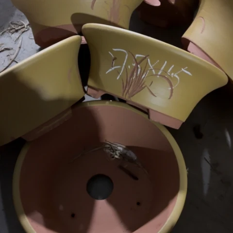 100-6。       27.5-11.5