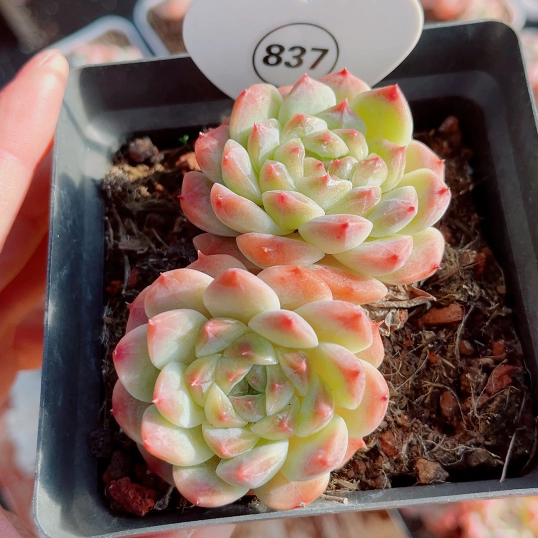 837号老桩秘境冰魄双头