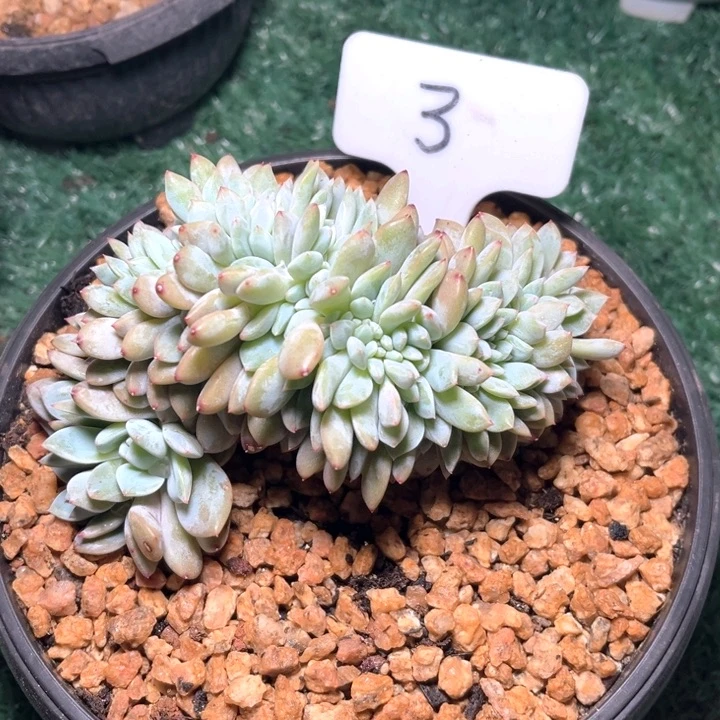 星影缀化3号码牌子的话说