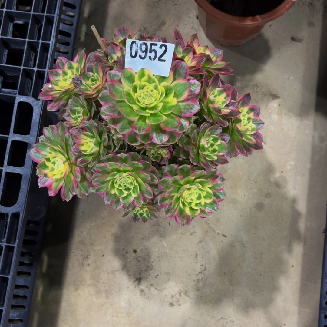 光***狂无花朵0952粉海王1111111