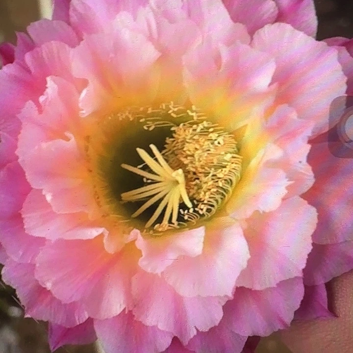 河岸侧芽5公分左右毛花柱（20包邮）