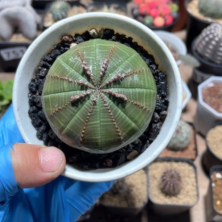 ?*朵118实生大单头欧布