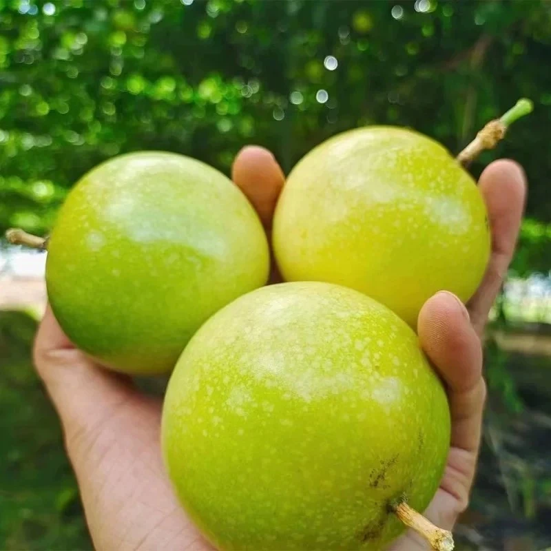 【百香果】即食黄金百香果（精品大果）