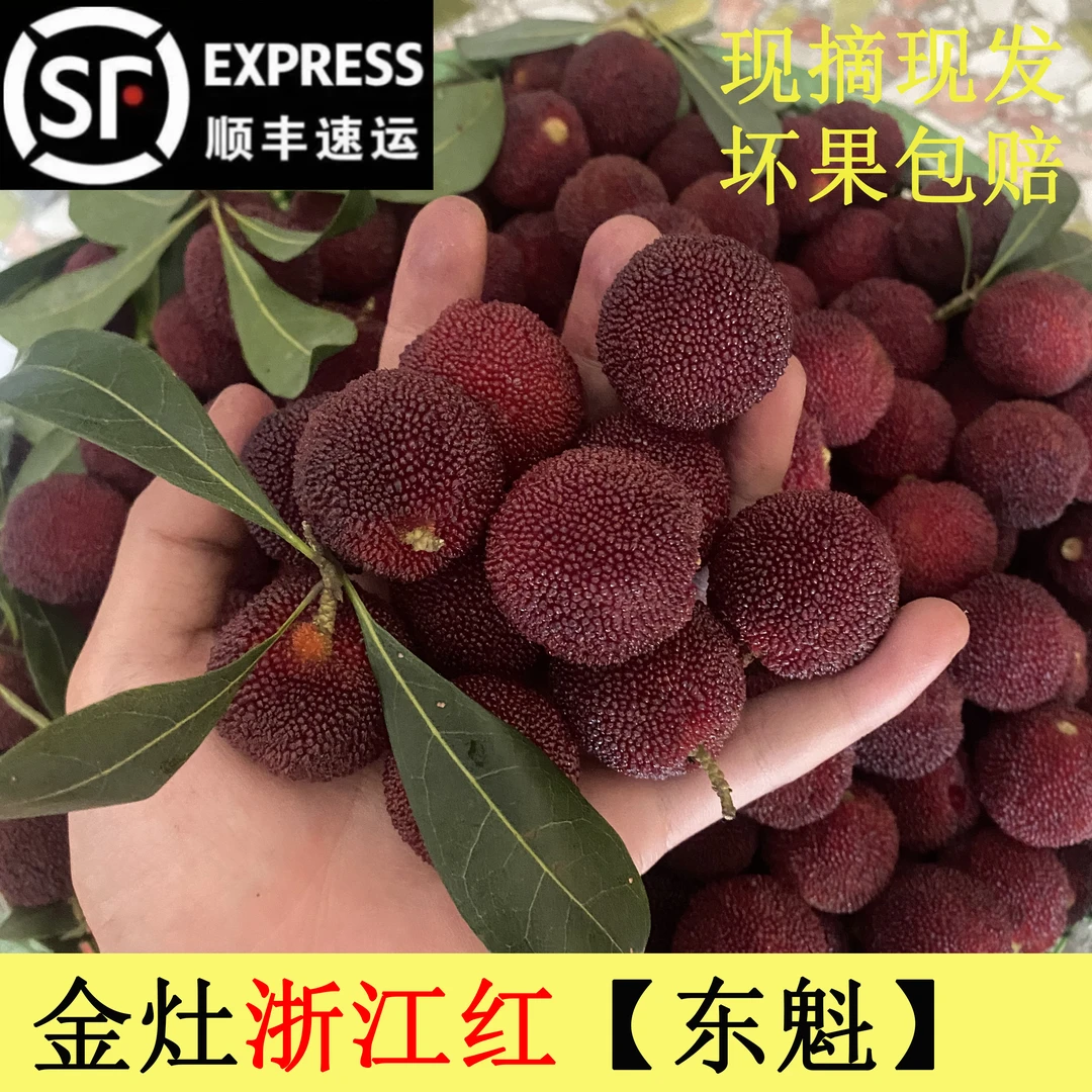 【高品质】潮汕金灶浙江红杨梅 东魁杨梅生鲜采摘 独立包装顺丰发货