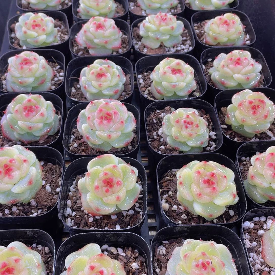 量拍149号 绿菩提珍妮单头一个