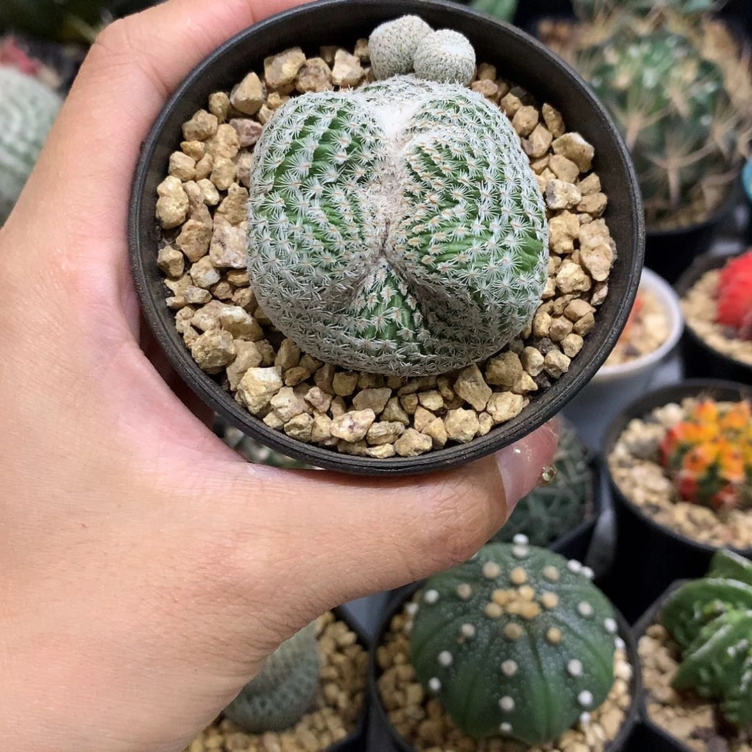 当前无花栽培后可以开花月世界缀化自根