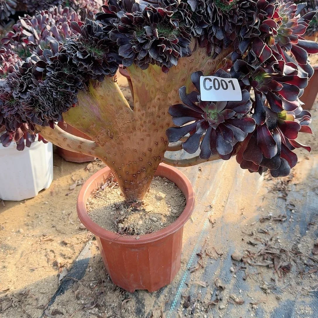 001欧紫一颗呀呀