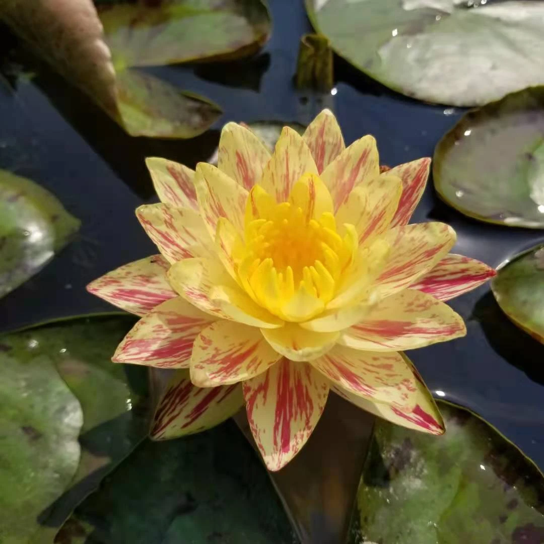 精品睡莲帕拉妮花纹耐寒水缸盆池塘池塘阳台水生植物观赏花卉