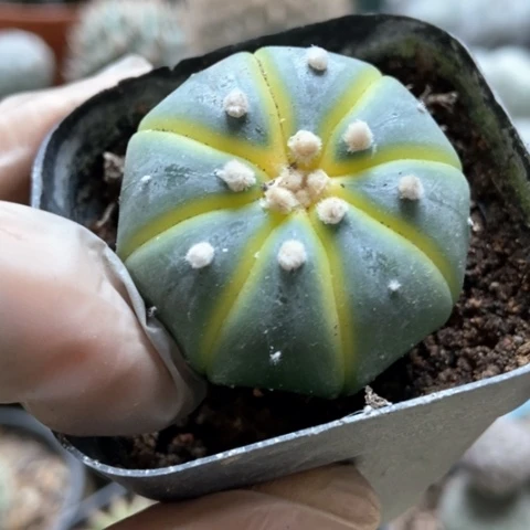 星都锦仙人球3米仙人球