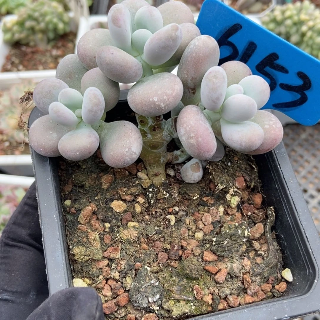 6153大叶奶多肉植物