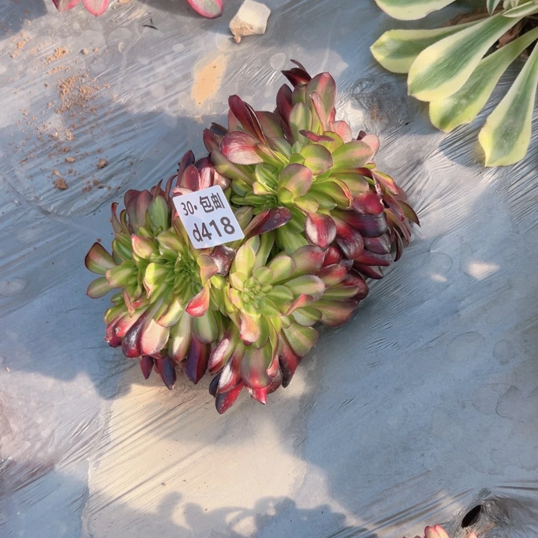 欣****h418 花那锦缀多肉法师