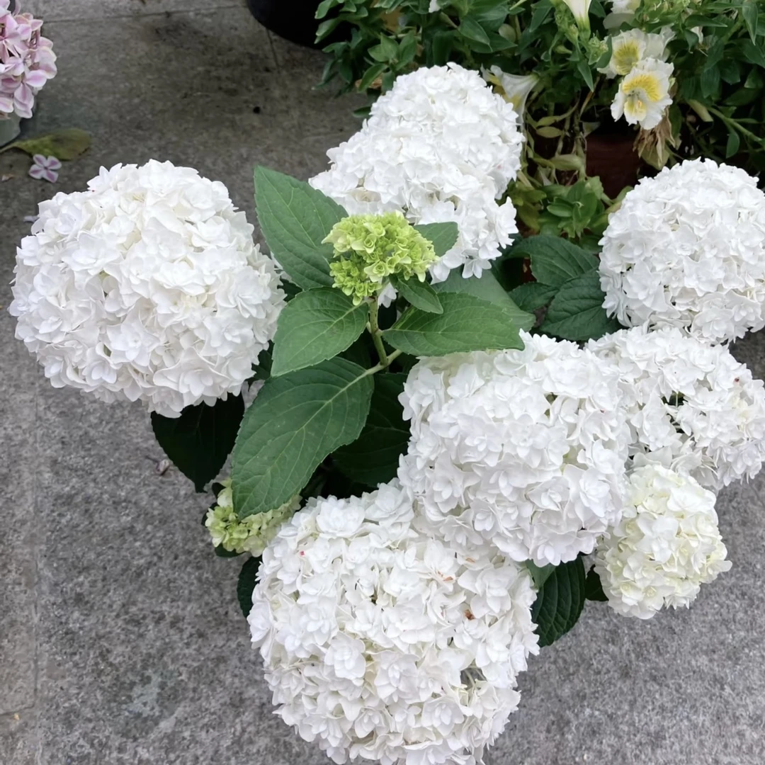 【安妮公主 】绣球花150#盆盆栽栽庭院阳台新手易养护喜水植物