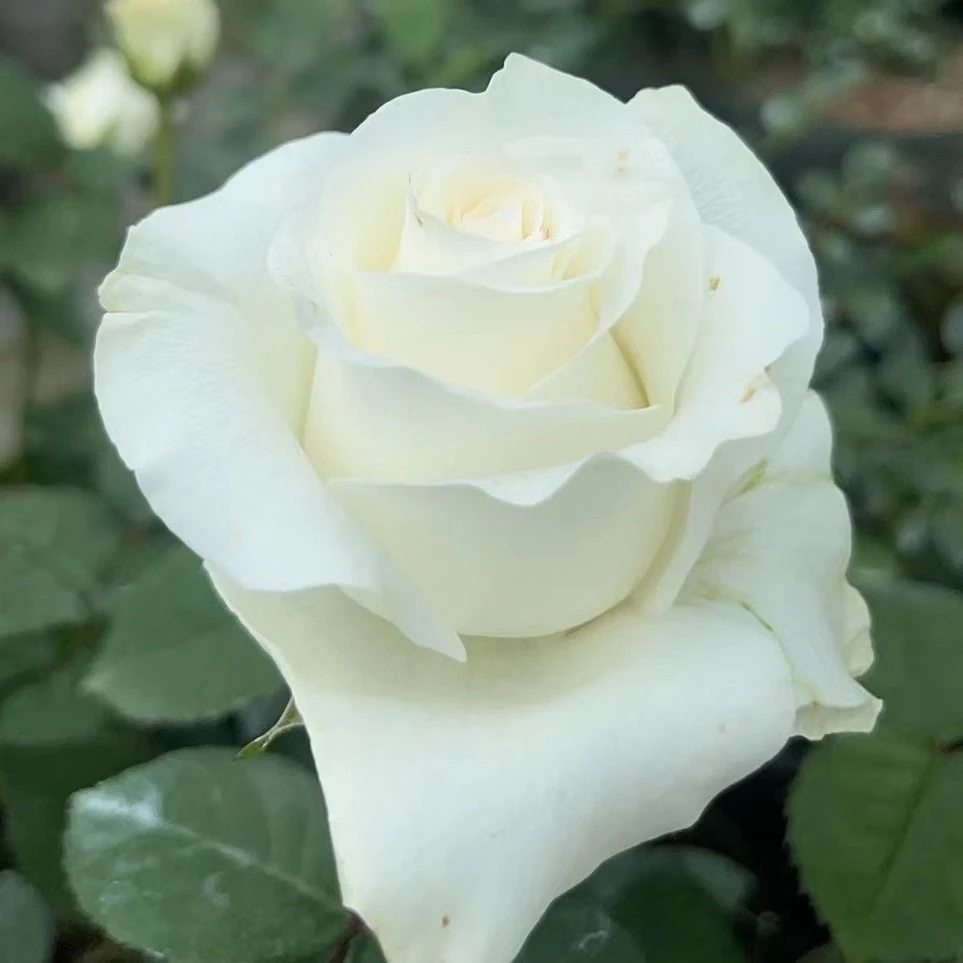 新品切花【因特尤斯】月季大花浓香玫瑰特大苗带花苞阳台庭院灌木