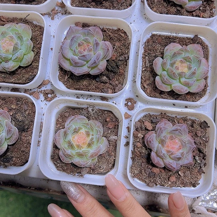 精品冰魄19包邮多肉植物