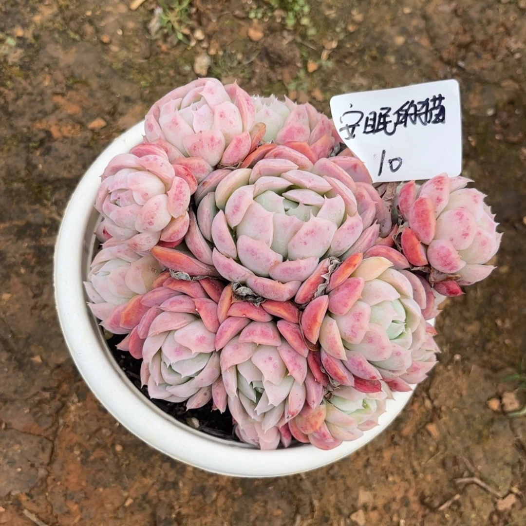 安**猫多肉植物贝瑞