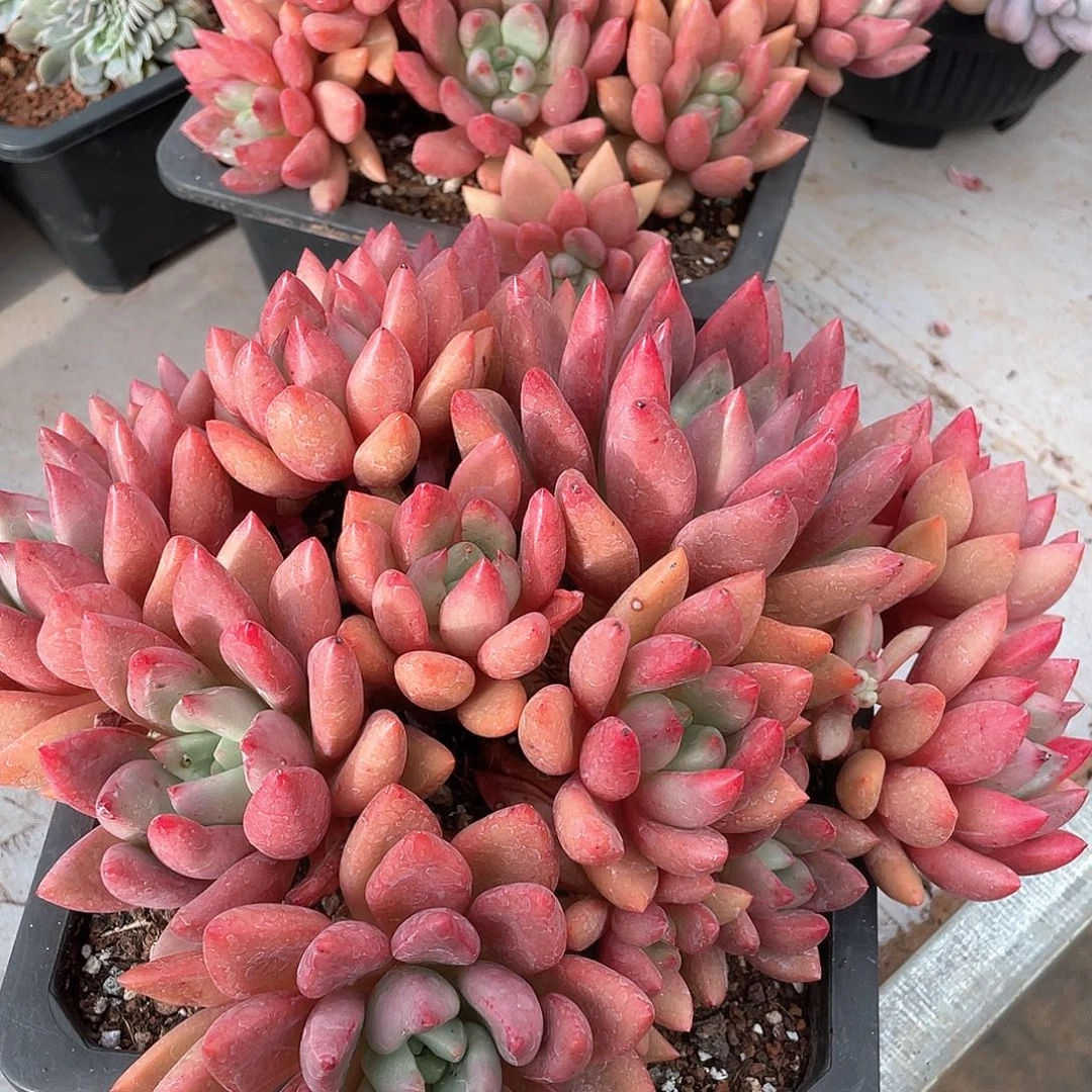 桃花源老桩群生25厘米可挑