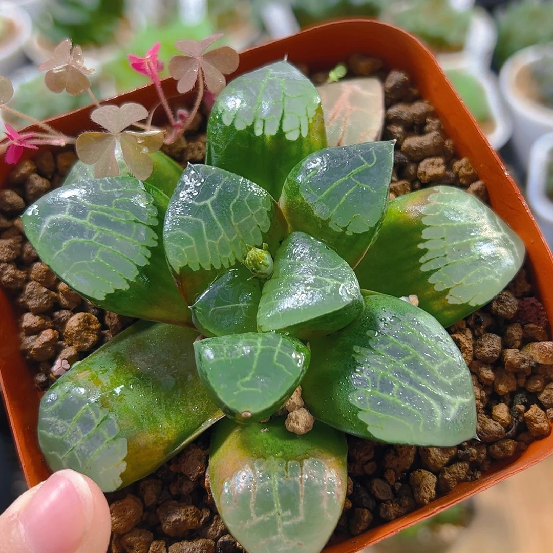 红盆亮窗克母本玉露