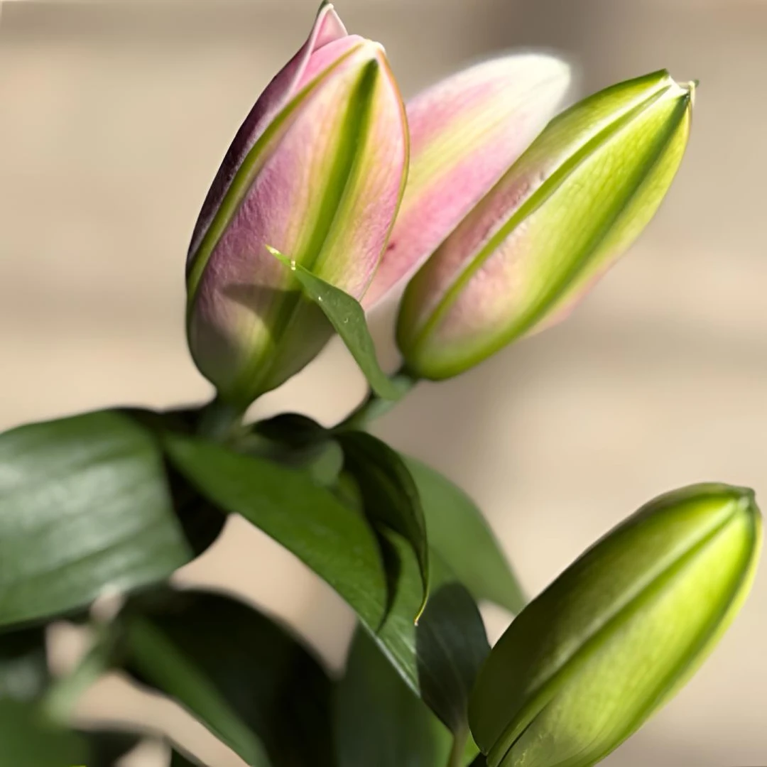 香水百合花，粉色室内外三支