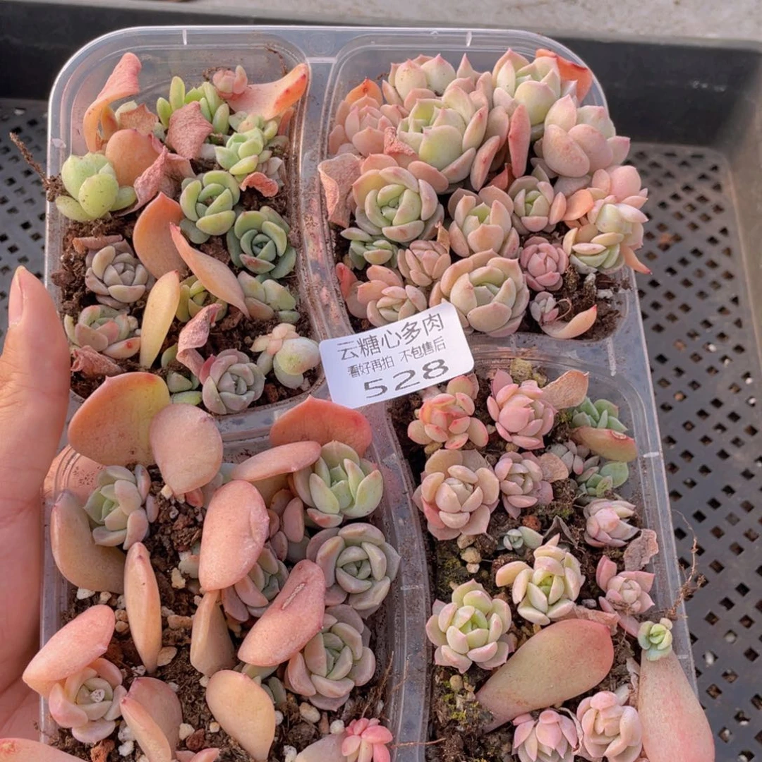云糖心多肉植物528