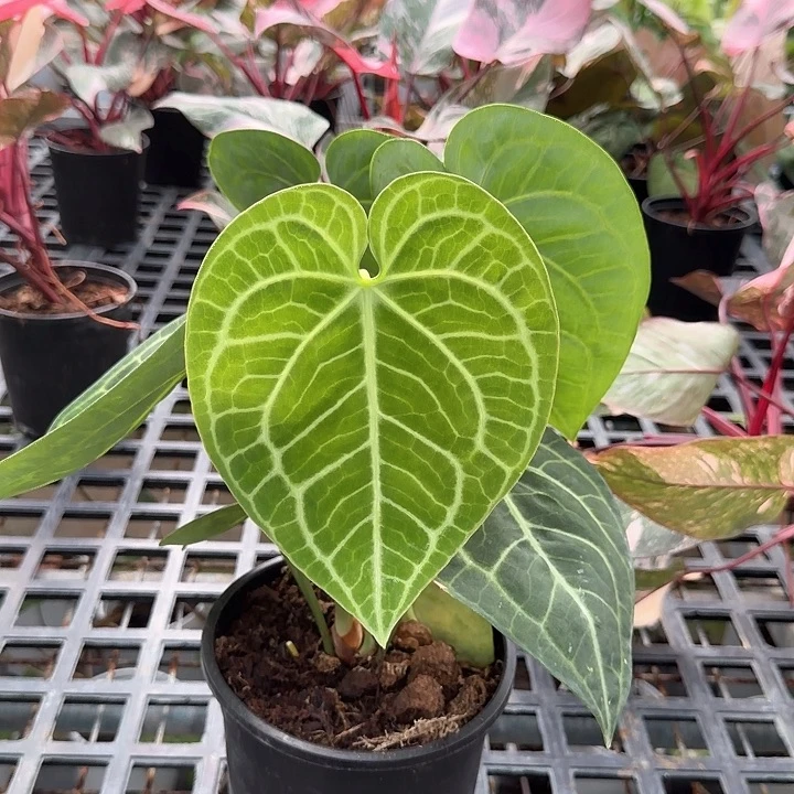 胖***…完全开放一物一拍N44