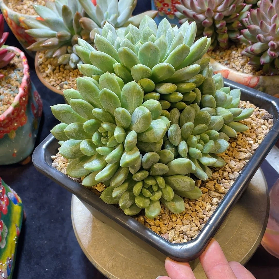 多肉植物脱土包邮