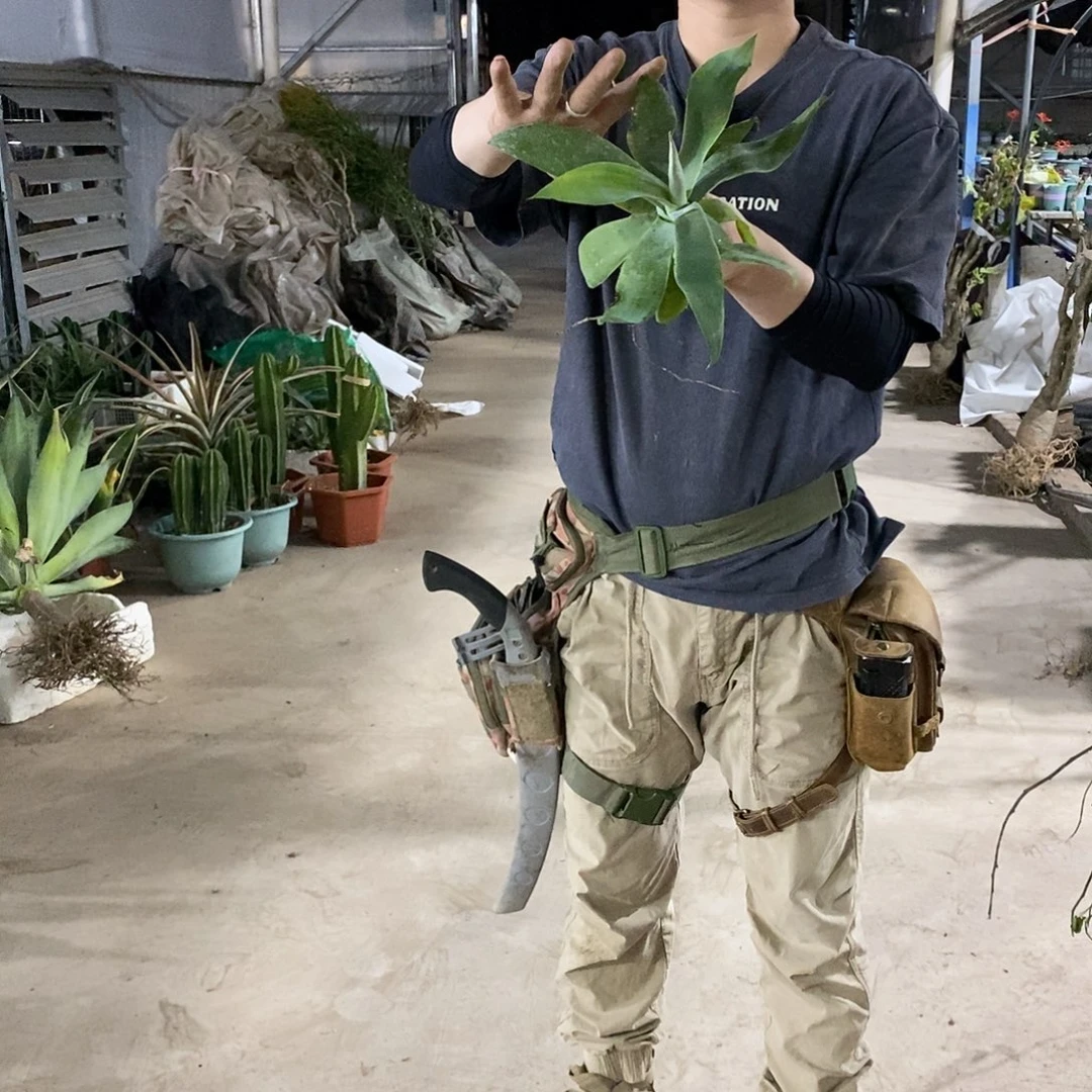 狐尾小苗20公分。