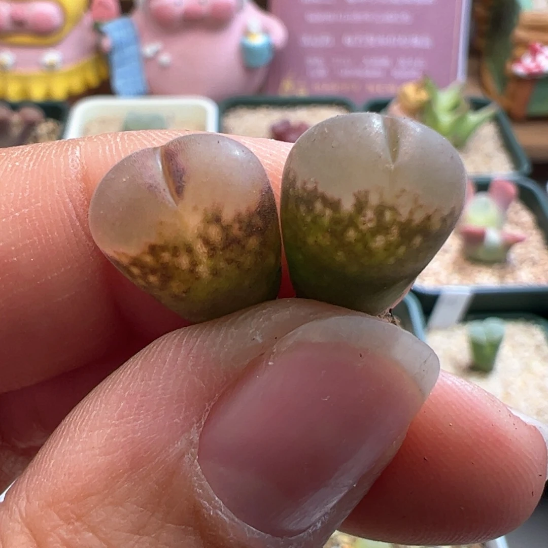 162。C10杂贝瑞两颗