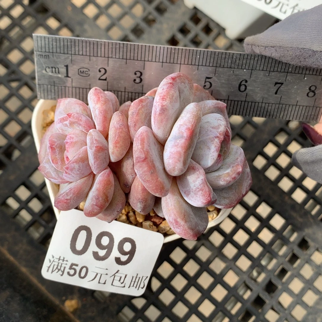 99。石化石榴籽星影。