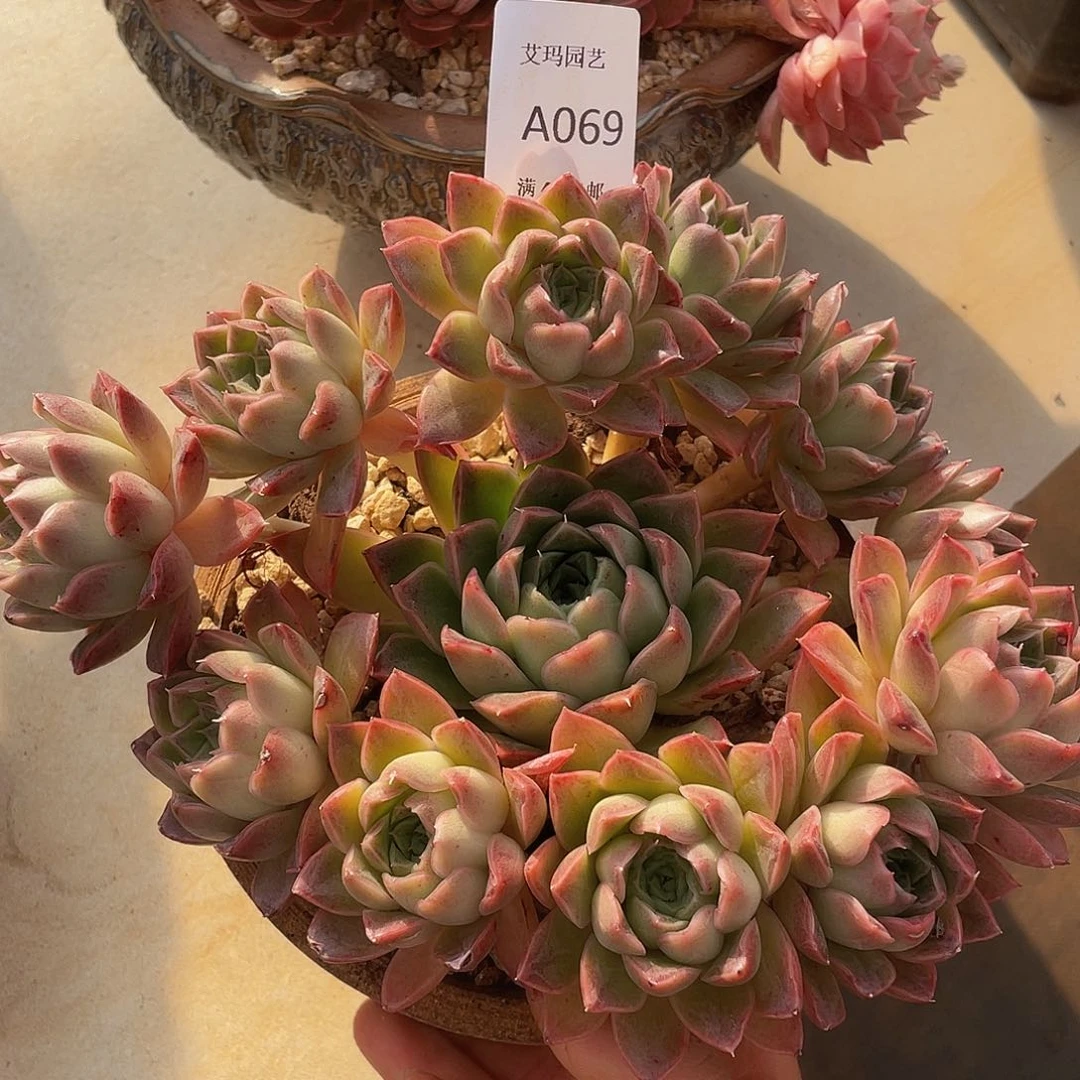 冬云杂069 多肉多肉多肉