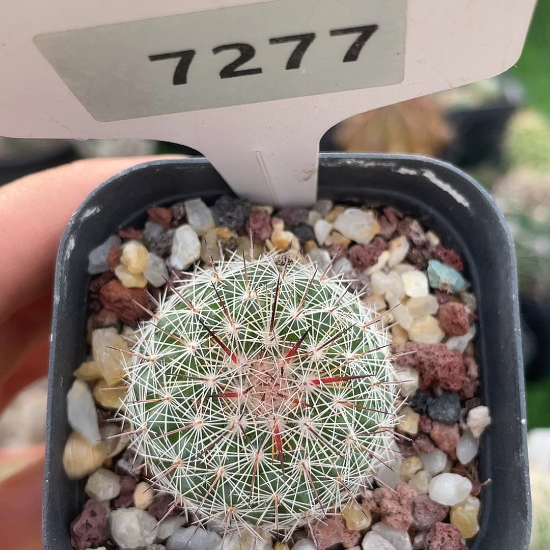 7277 满 39 包邮非偏远地区