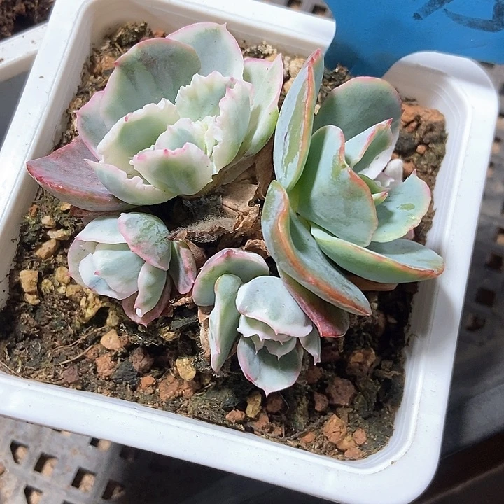 多肉植物a015duor