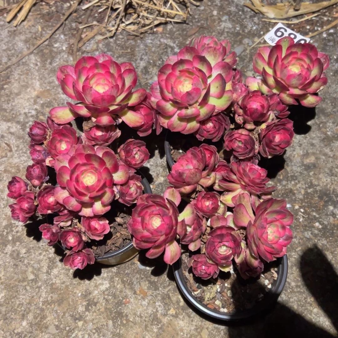 多肉植物680三颗的无售后