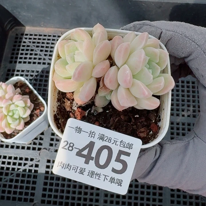 奶油美人无盆土发货多肉多