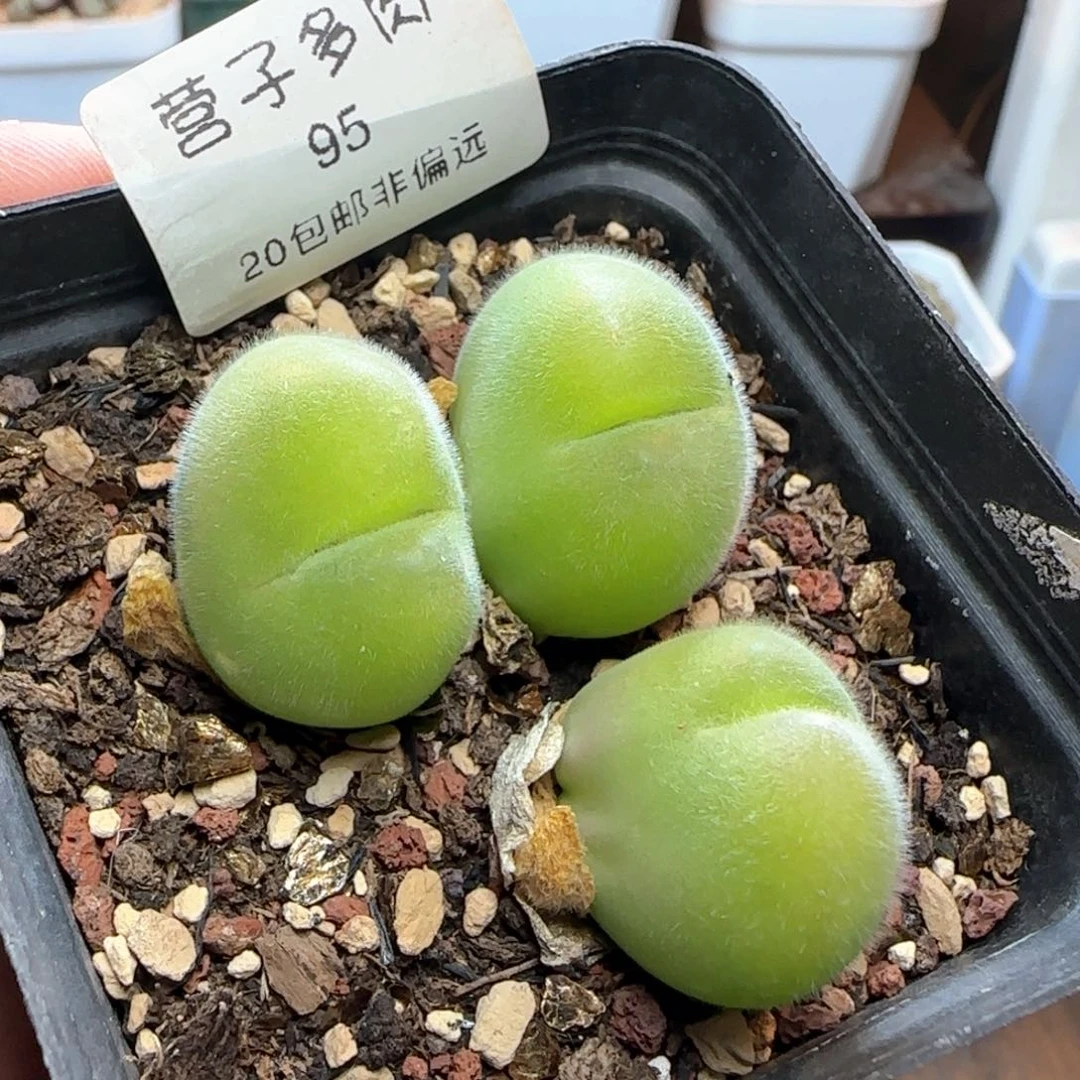 长毛翠带盆土发货。