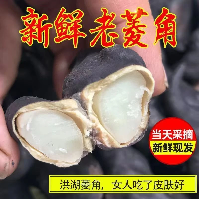 5斤洪湖老菱角生菱角青菱角大菱角生吃脆甜湖北老菱角米水果即食