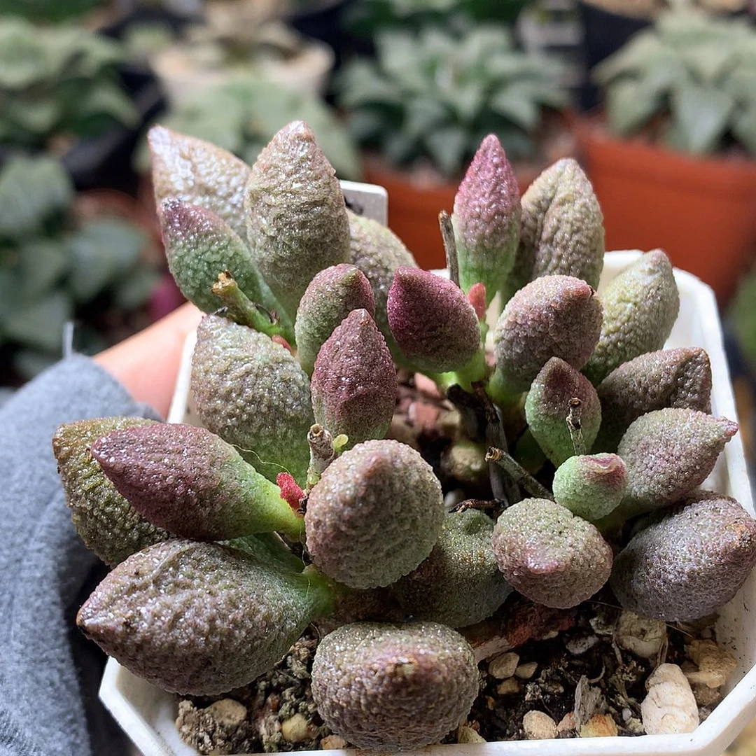 水泡服部带盆土发货