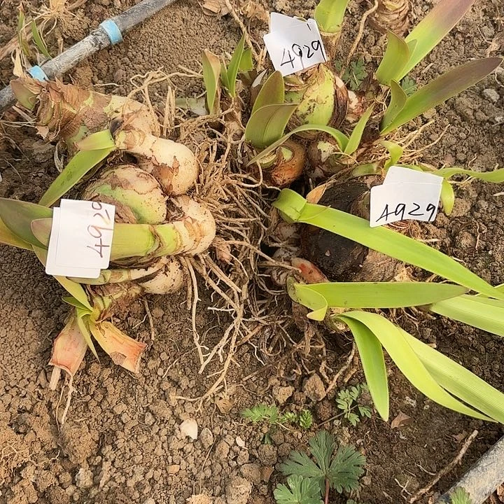 ?**?杂交三坨开花无售后4929