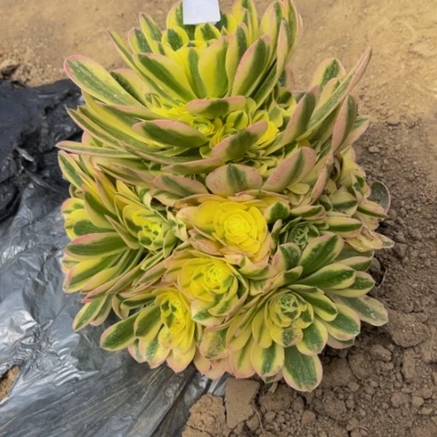 迈巴赫多肉多的8075