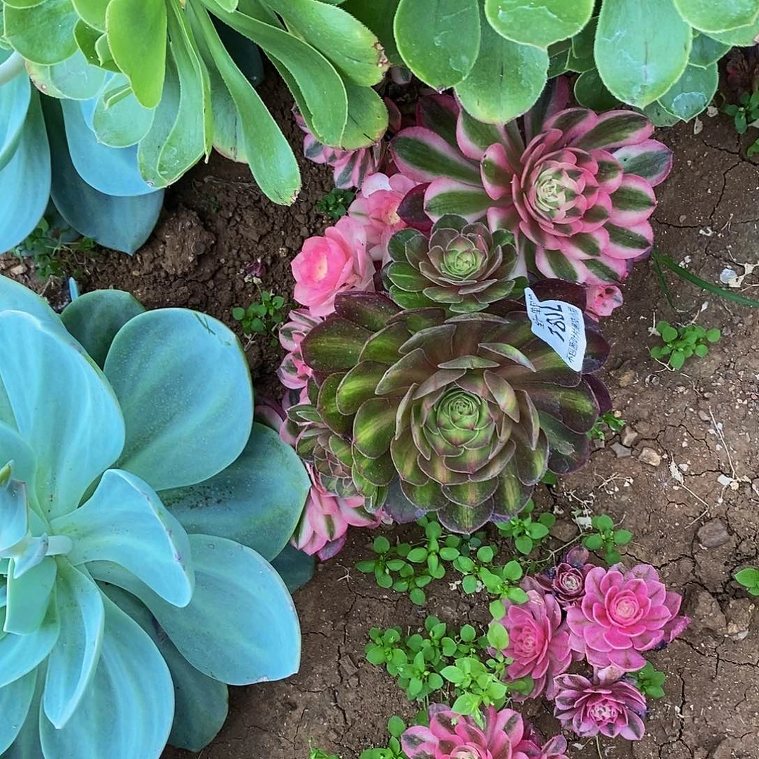 1802倾城和中斑锦有砍老桩