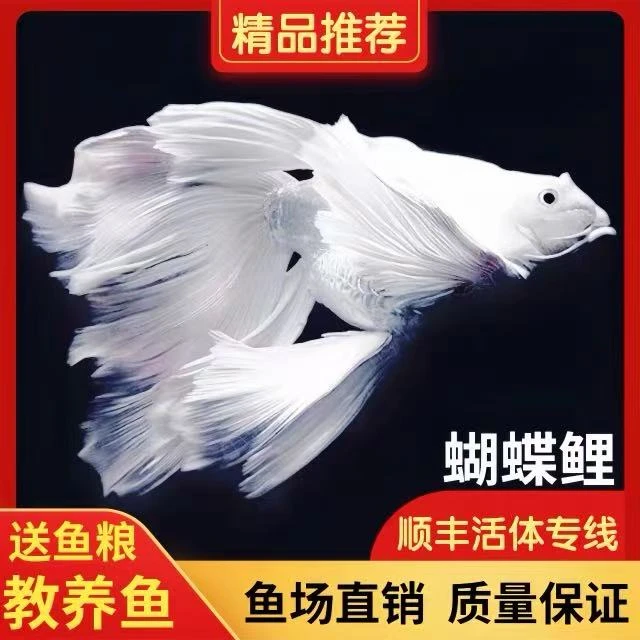 纯种台系蝴蝶鲤赛级白短球11-13厘米可混养！