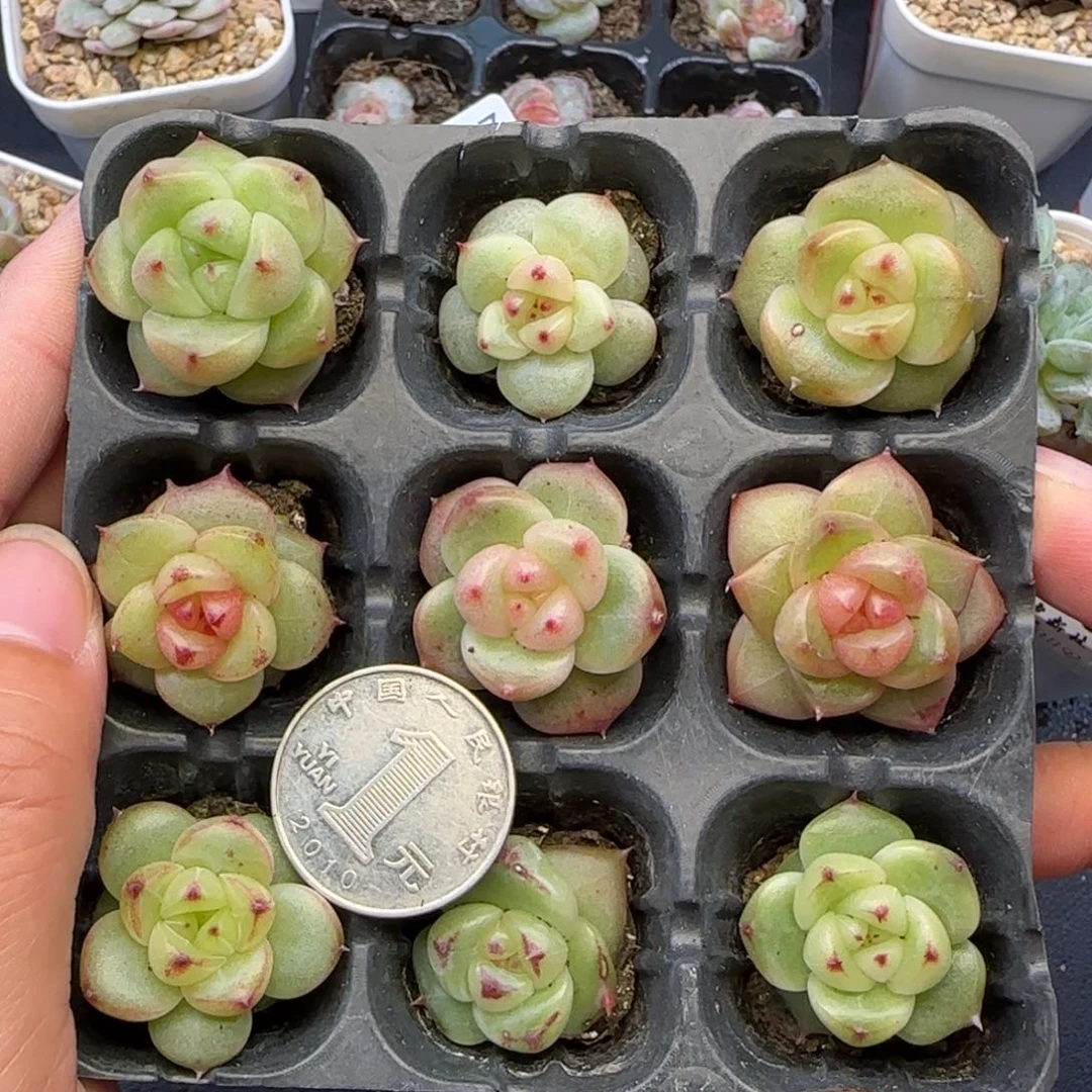 【满29包邮非偏远】229九棵圆心珍妮