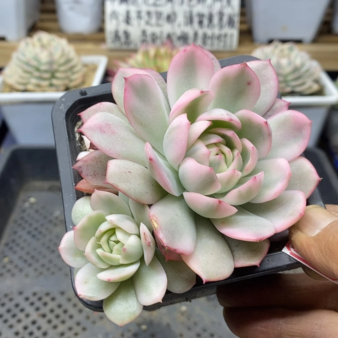 01114 粉水晶覆轮锦双头