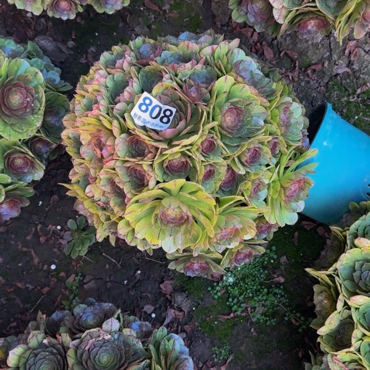 拉丝花27-19包邮花花