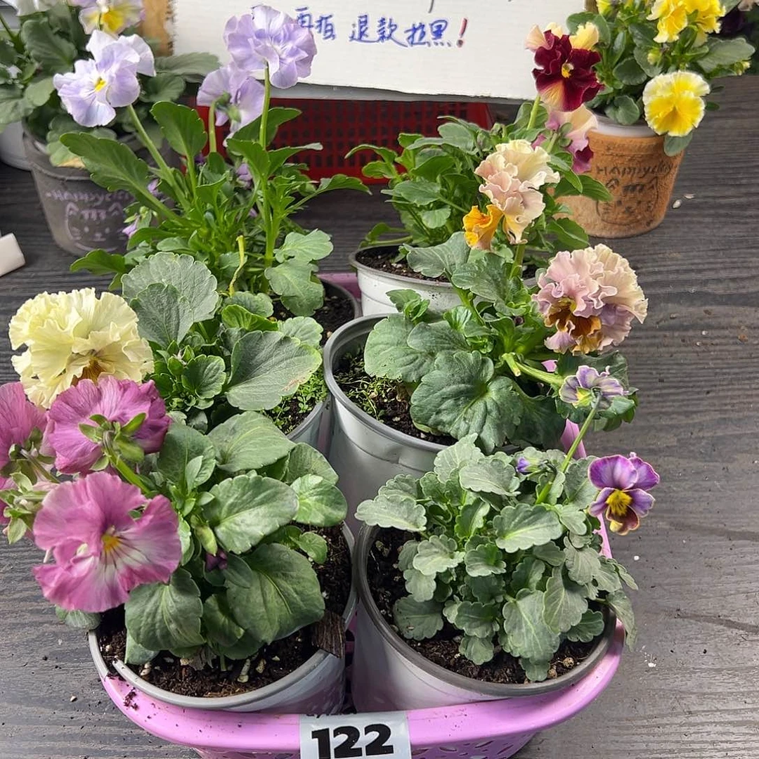 大部分花苞少量开放122号