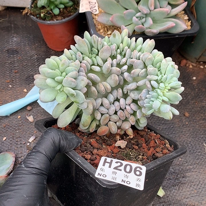 粉兔缀化 非偏远38包邮节后发