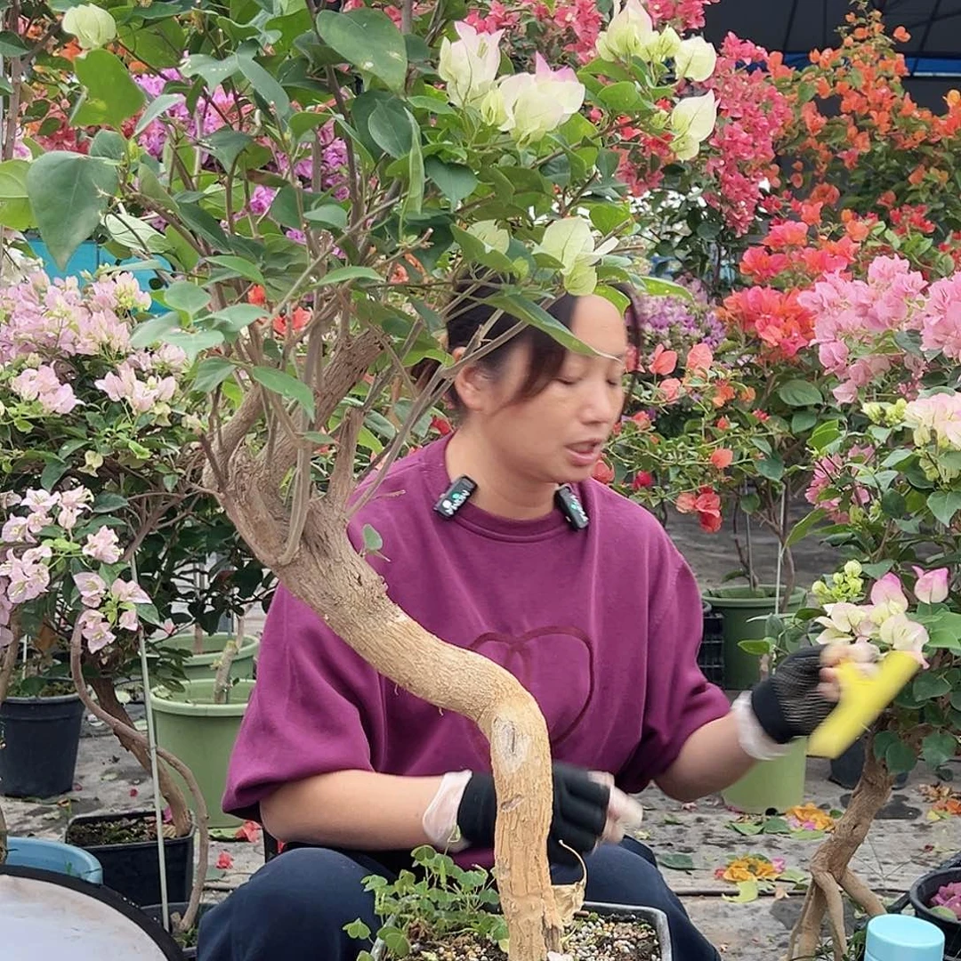 爱***玲大部分花苞少量开放B69绿樱