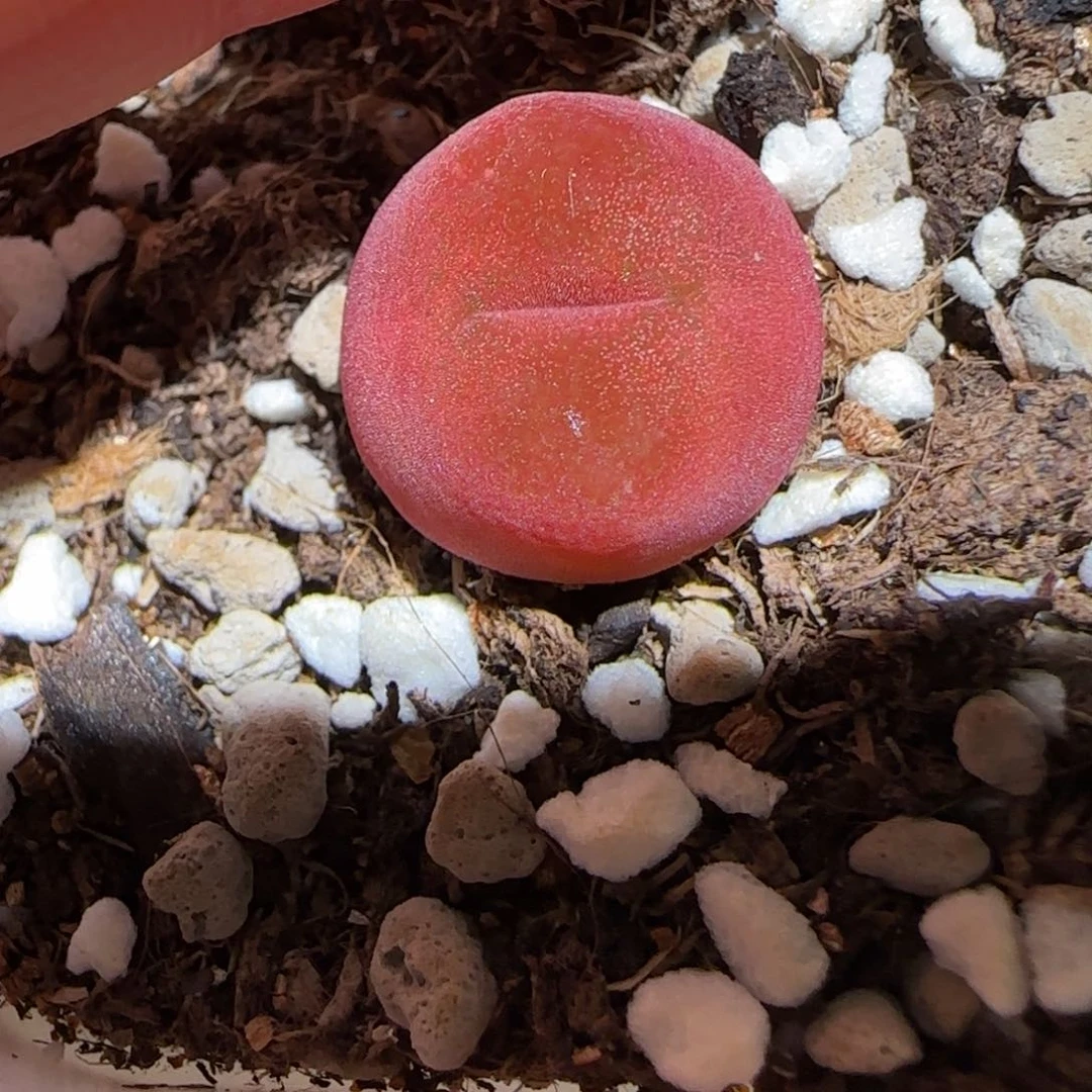 肉锥多肉植物组合-水蜜桃310